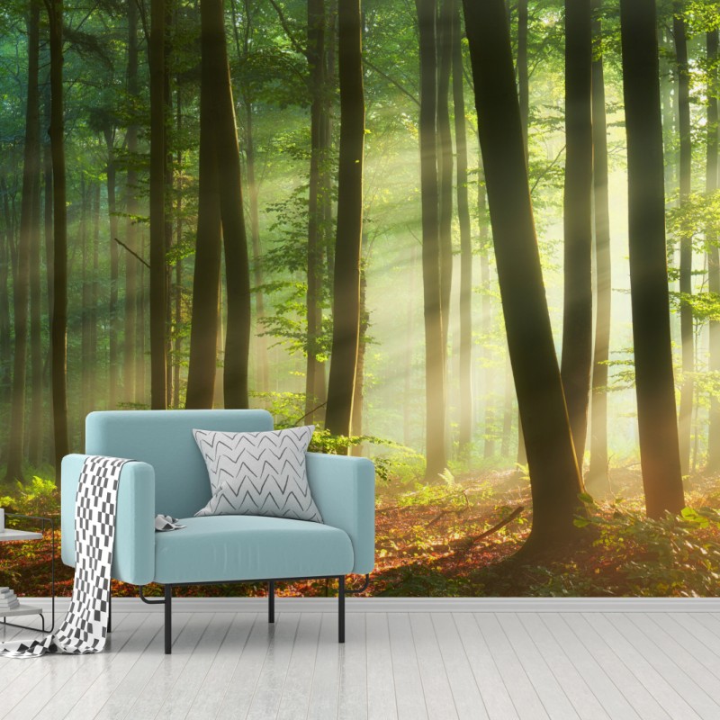 Fototapete sonnenbeschienener morgenwald