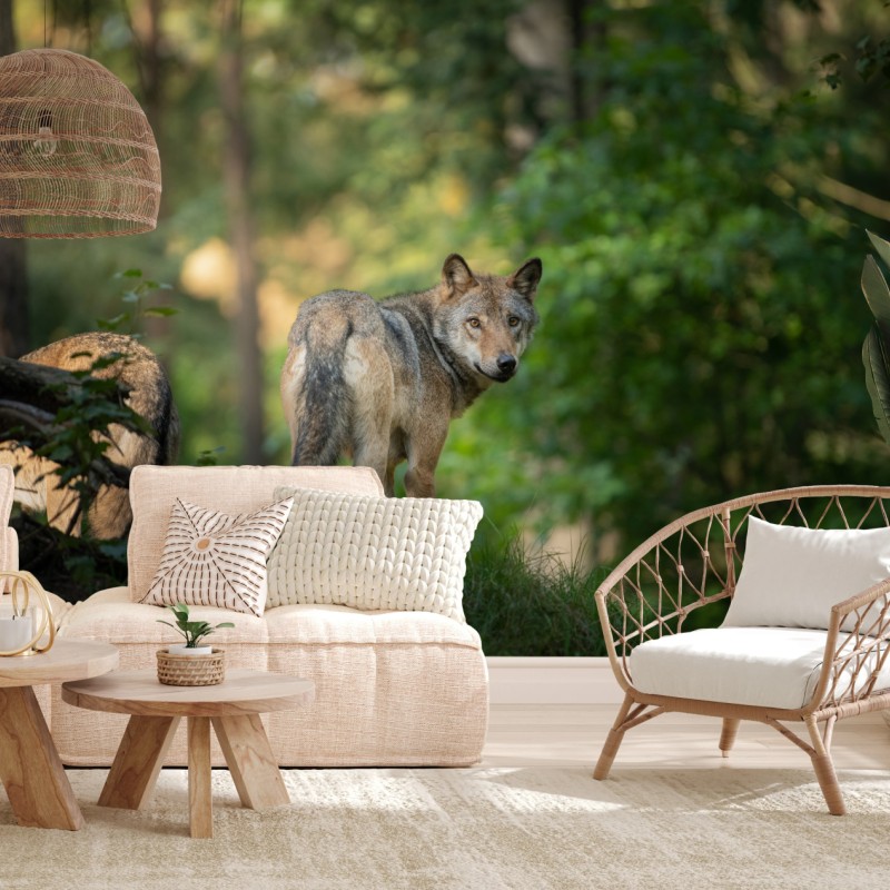 Fototapete wolf auf der lichtung im wald