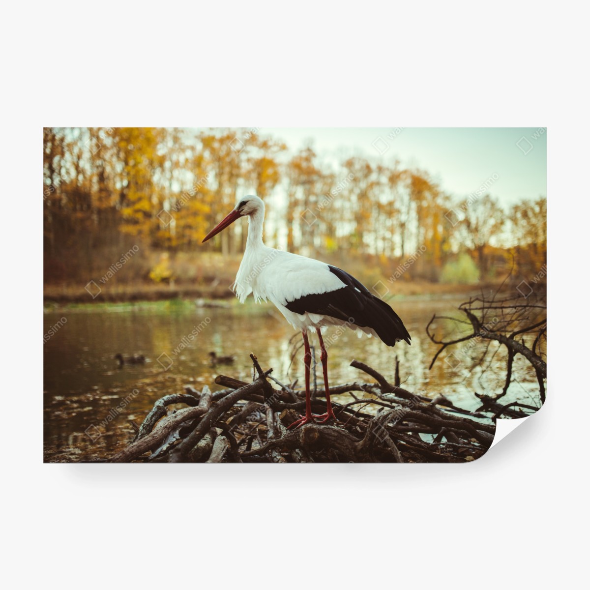 Fototapete weißer storch am herbstlichen see – Wallnifity®
