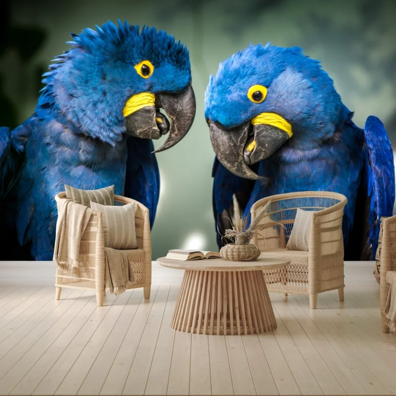 Fototapete paar blauer aras - nahaufnahme