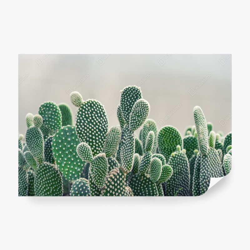 Fototapete aquarellmuster mit vogelbeeren – Wallnifity®