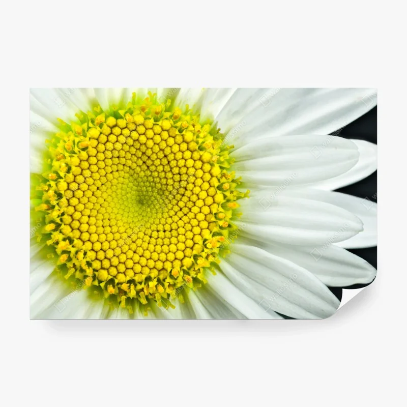 Fototapete üppiger tropischer dschungel – Wallnifity®