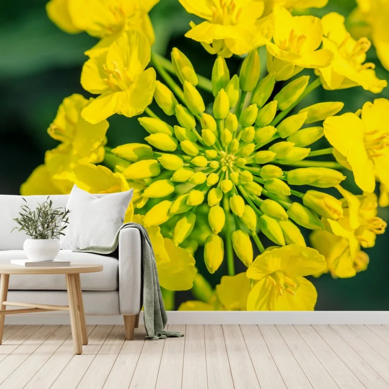 Fototapete lebhafte gelbe rapsblüte im nahen makro – Wallnifity® Fototapete lebhafte gelbe rapsblüte im nahen makro – Wallnifity®