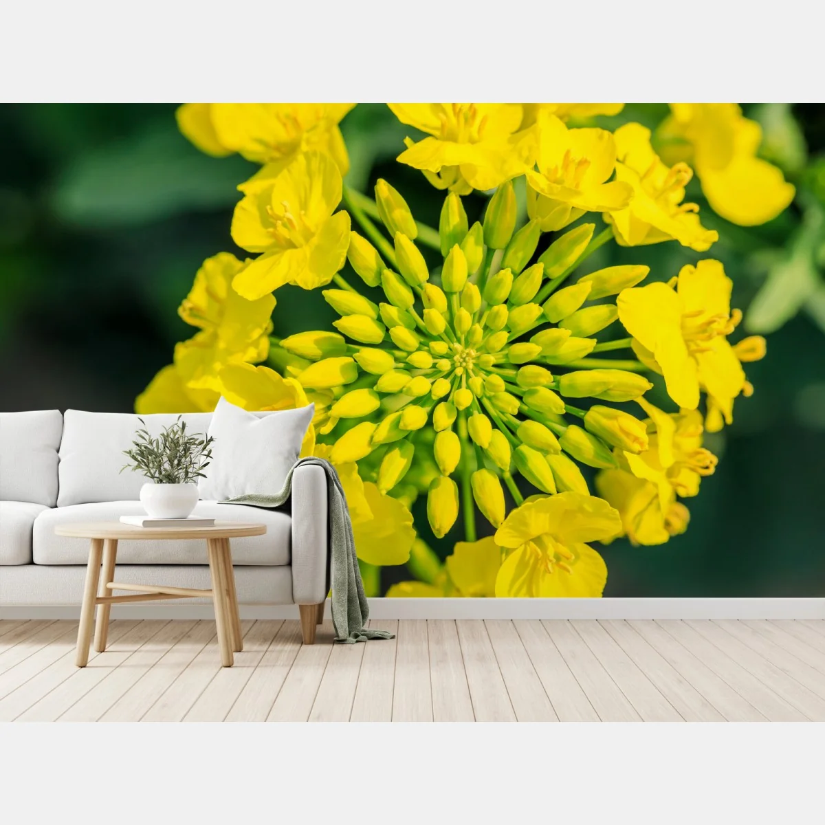 Fototapete lebhafte gelbe rapsblüte im nahen makro – Wallnifity® Fototapete lebhafte gelbe rapsblüte im nahen makro – Wallnifity®