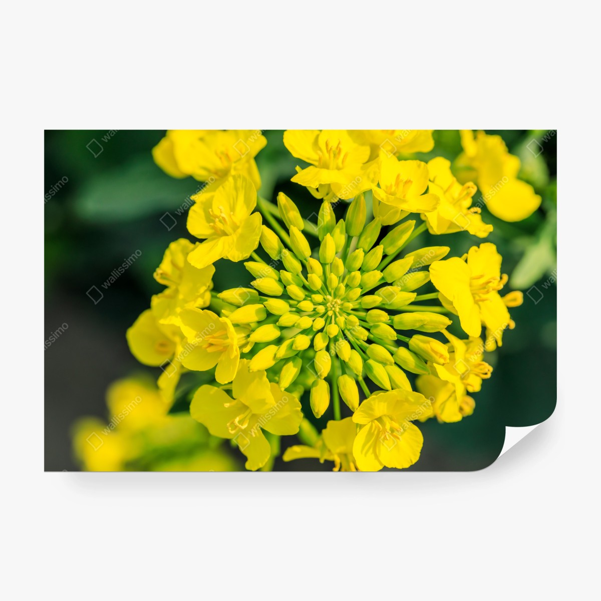 Fototapete lebhafte gelbe rapsblüte im nahen makro – Wallnifity® Fototapete lebhafte gelbe rapsblüte im nahen makro – Wallnifity®