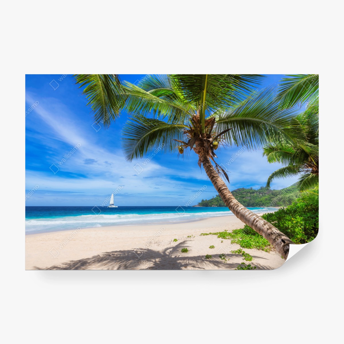 Fototapete tropischer strand mit palme – Wallnifity®