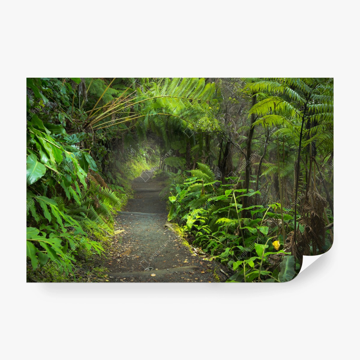 Fototapete üppiger regenwaldpfad im Kilauea Iki, Hawaii – Wallnifity® Fototapete üppiger regenwaldpfad im Kilauea Iki, Hawaii – Wallnifity®