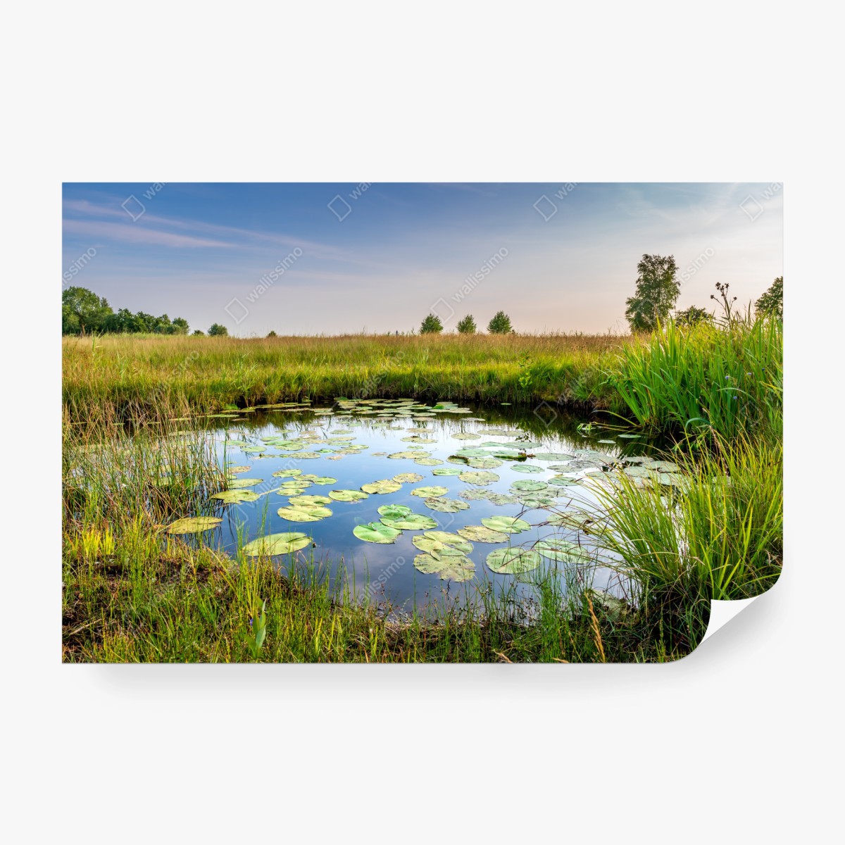 Fototapete ruhiger seerosen-teich in der wiese – Wallnifity® Fototapete ruhiger seerosen-teich in der wiese – Wallnifity®