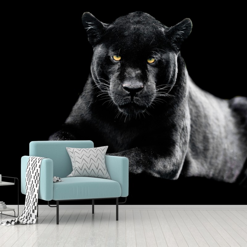 Fototapete porträt eines schwarzen panthers vor schwarzem hintergrund