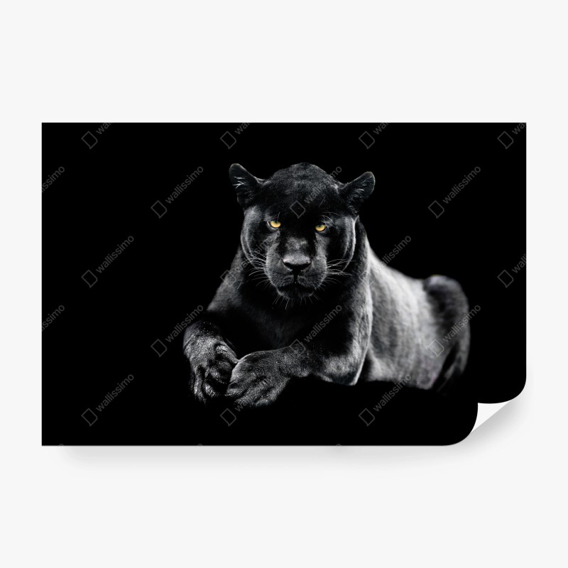 Fototapete porträt eines schwarzen panthers vor schwarzem hintergrund