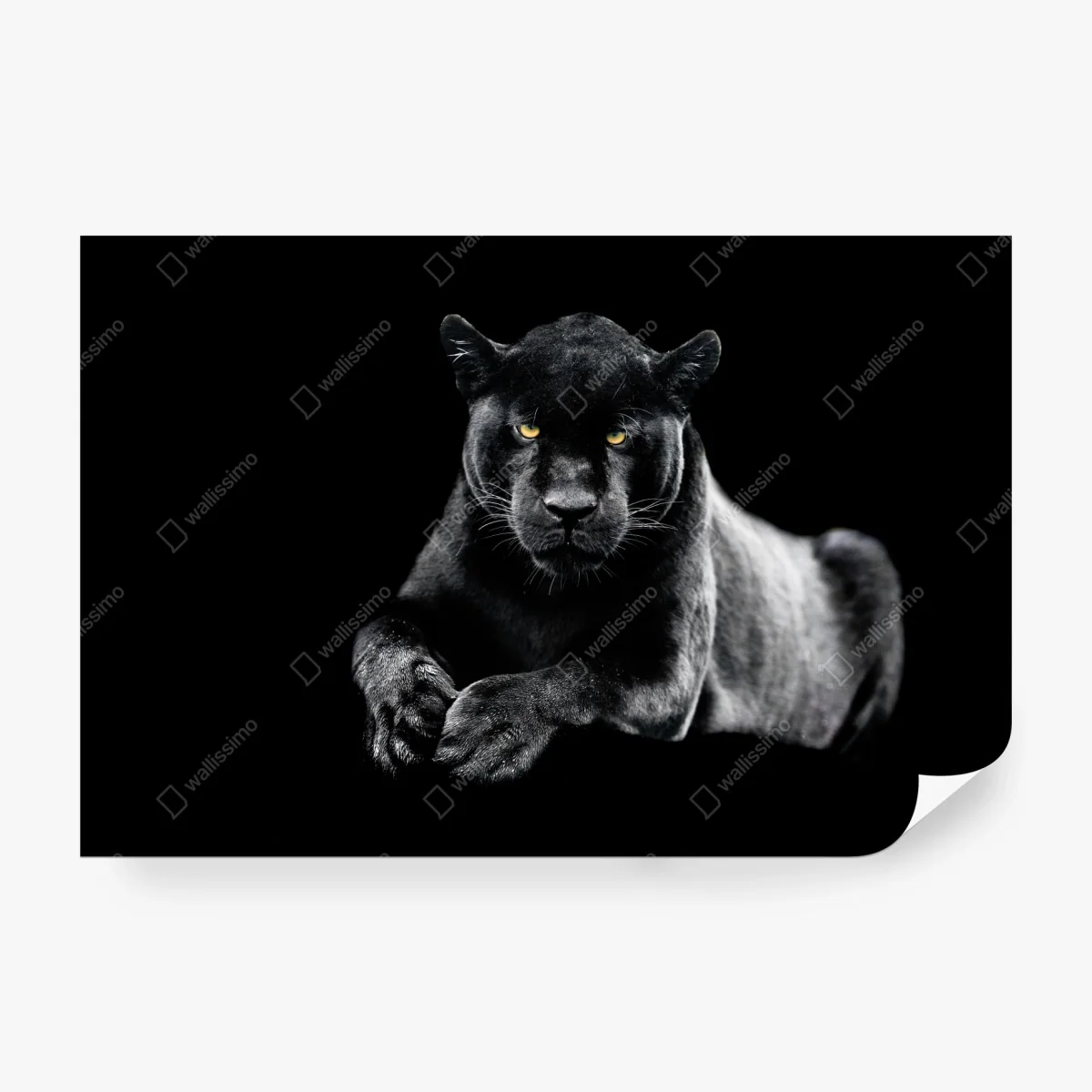 Fototapete porträt eines schwarzen panthers vor schwarzem hintergrund – Wallnifity®