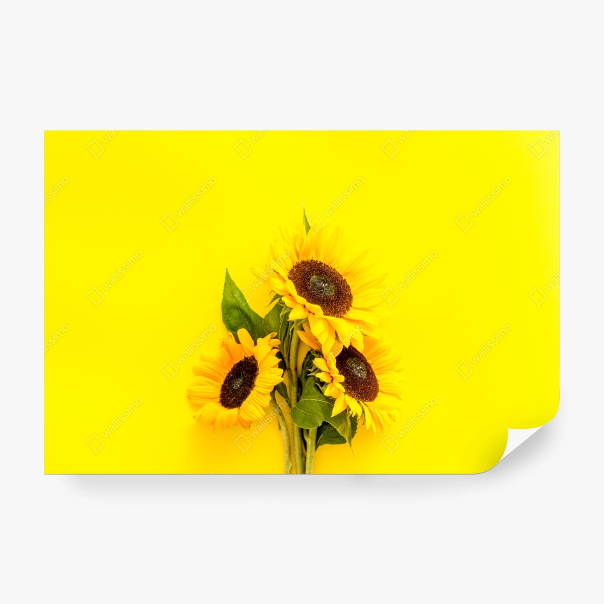 Fototapete leuchtender sonnenblumenstrauß auf gelbem hintergrund – Wallnifity® Fototapete leuchtender sonnenblumenstrauß auf gelbem hintergrund – Wallnifity®
