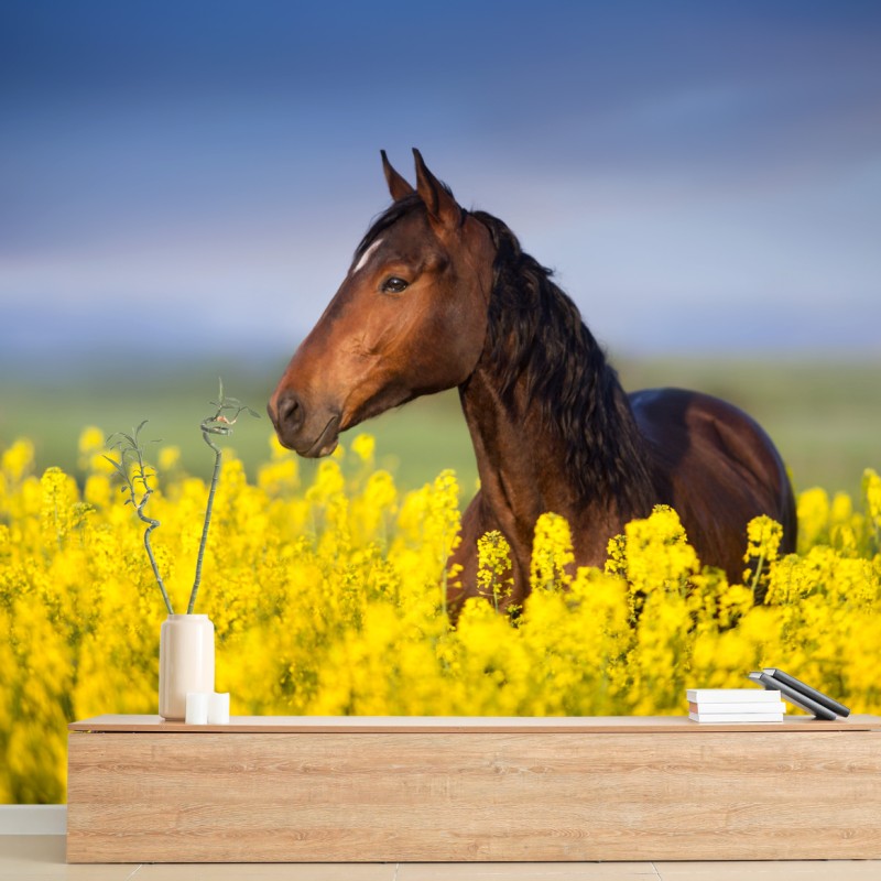 Fototapete braunes pferd im gelben rapsfeld