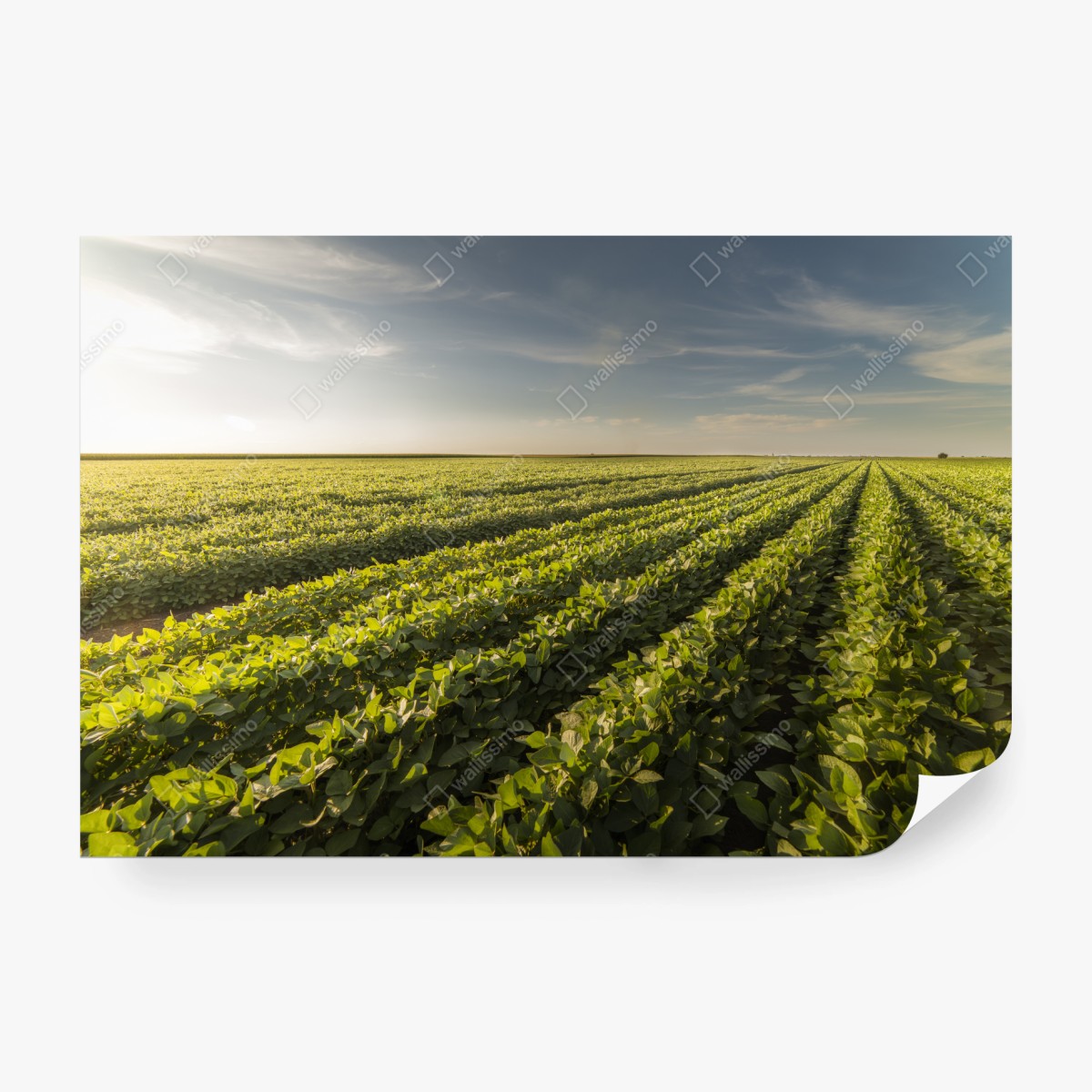 Fototapete sonnenbeschienenes sojafeld bei sonnenuntergang – Wallnifity®