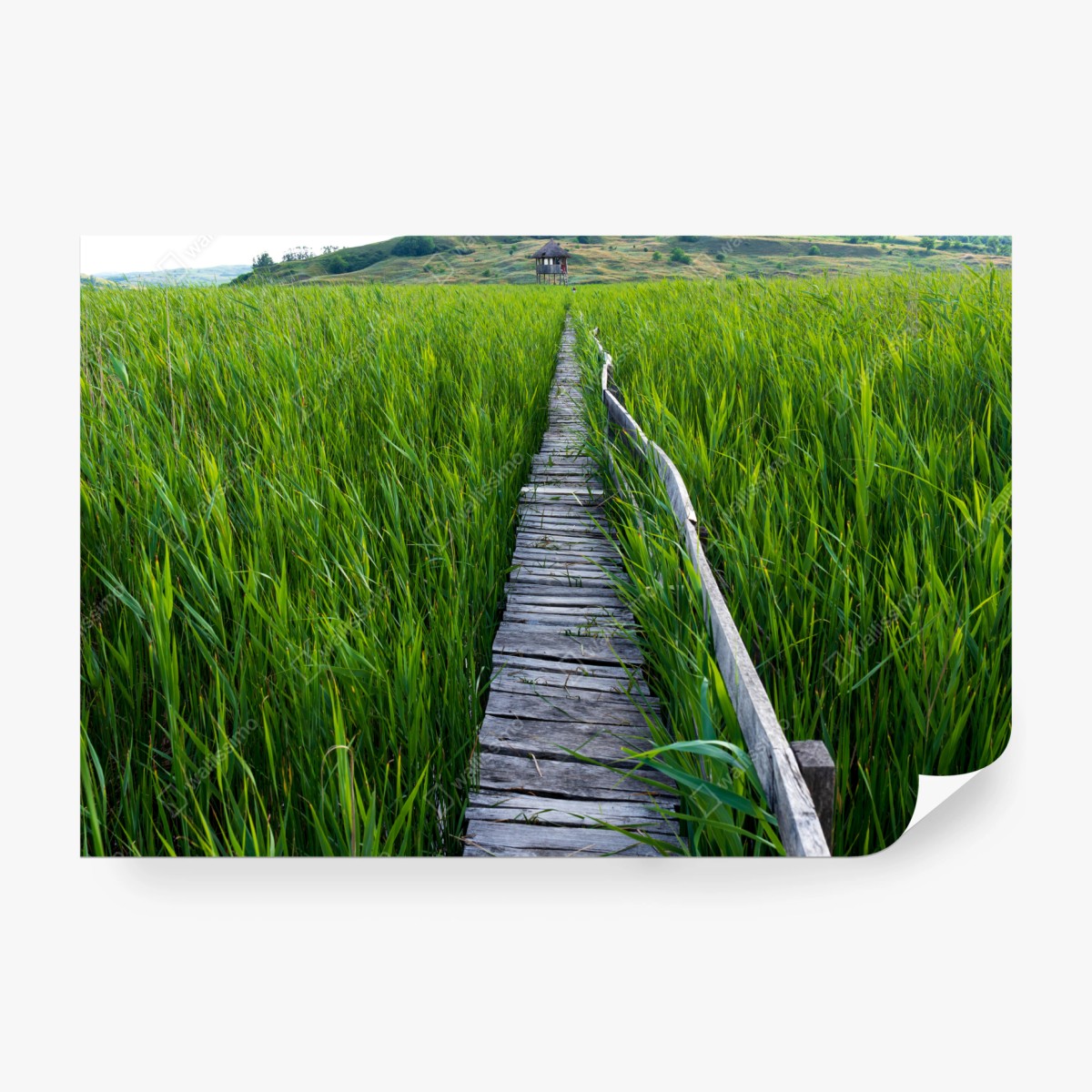 Fototapete ruhiger grüner steg durch schilfland zur rustikalen hütte – Wallnifity® Fototapete ruhiger grüner steg durch schilfland zur rustikalen hütte – Wallnifity®