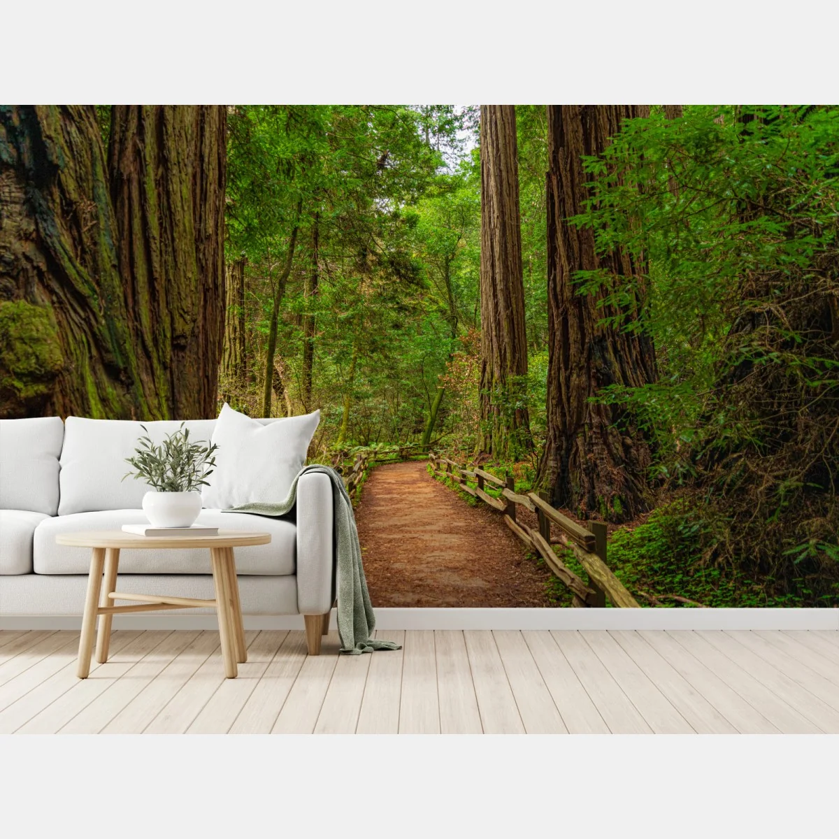 Fototapete majestätischer waldpfad zwischen mammutbäumen – Wallnifity®