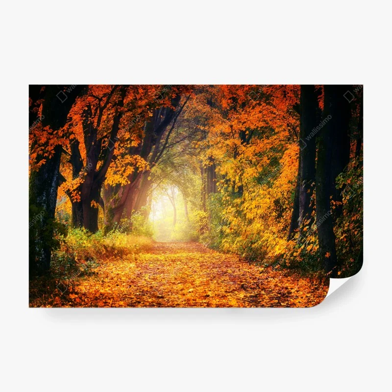 Fototapete herbstlicher waldpfad im goldenen licht