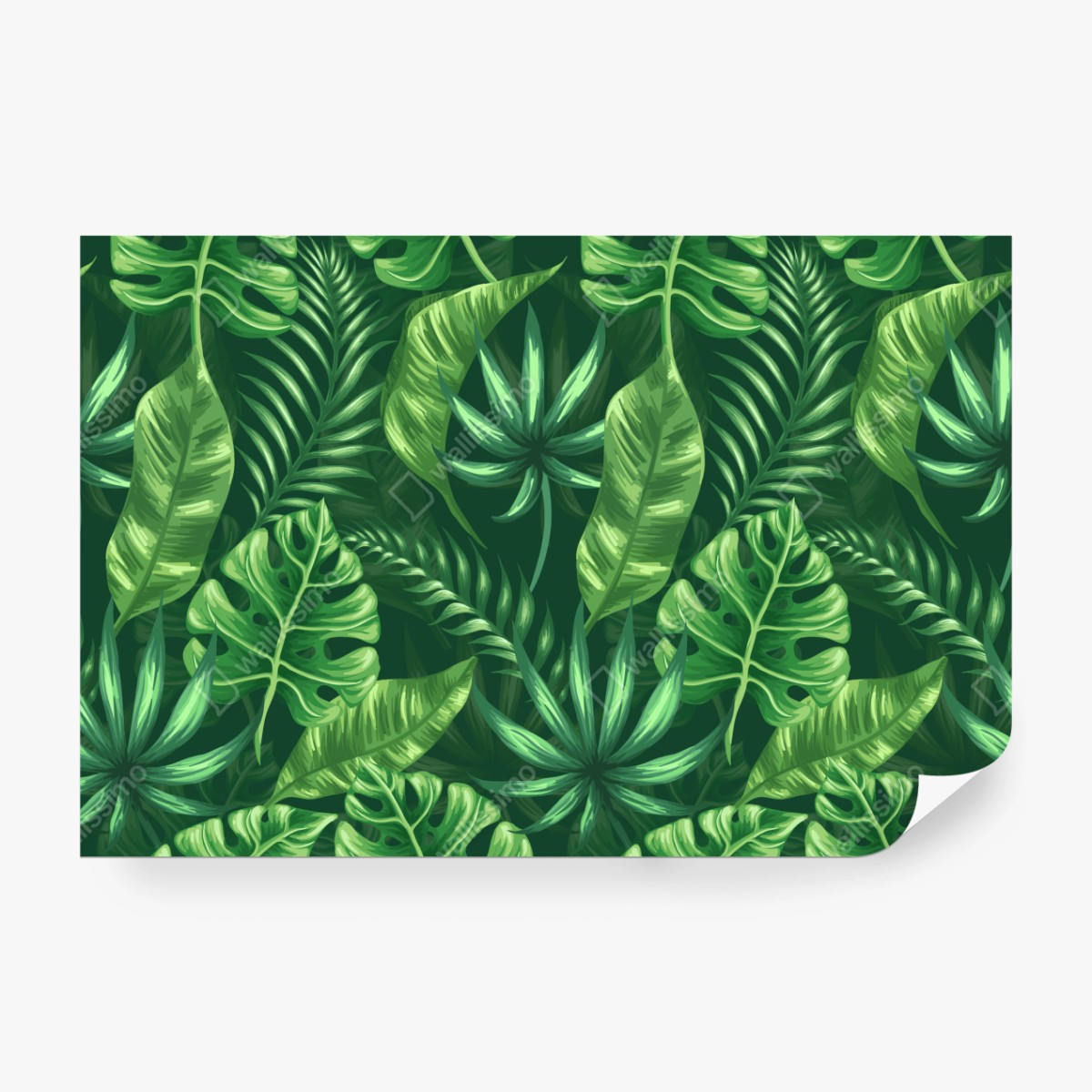 Fototapete tropisches monstera blattmuster – Wallnifity®