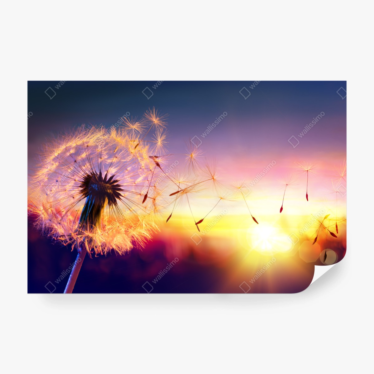 Fototapete goldener löwenzahn bei sonnenuntergang – Wallnifity® Fototapete goldener löwenzahn bei sonnenuntergang – Wallnifity®