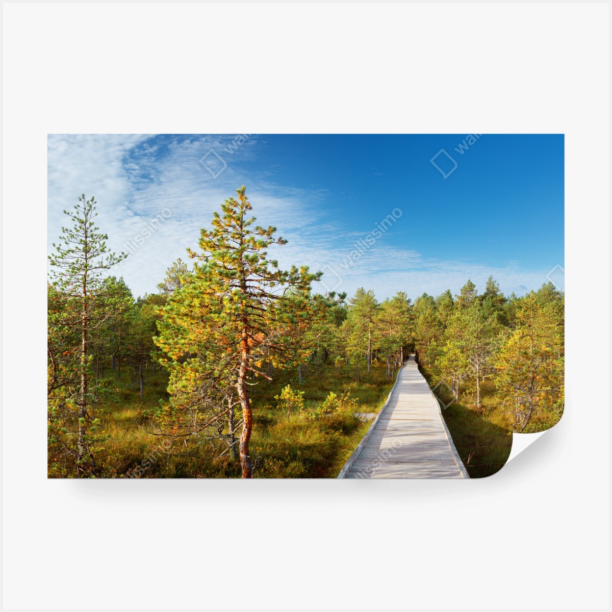 Fototapete sonniger steg durch den kiefernwald – Wallnifity®