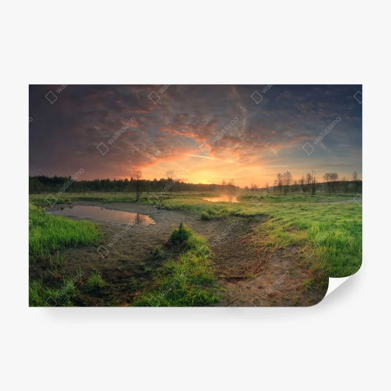 Fototapete morgendliches licht im grünen wald – Wallnifity®