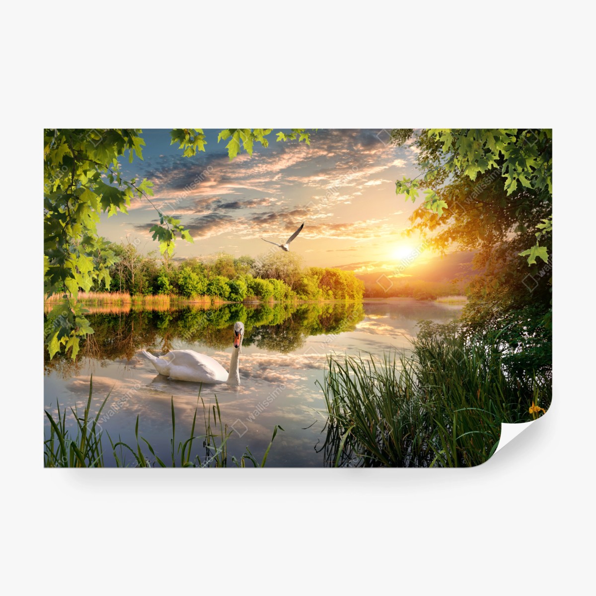 Fototapete sonnenuntergang mit schwan auf stillem see – Wallnifity® Fototapete sonnenuntergang mit schwan auf stillem see – Wallnifity®