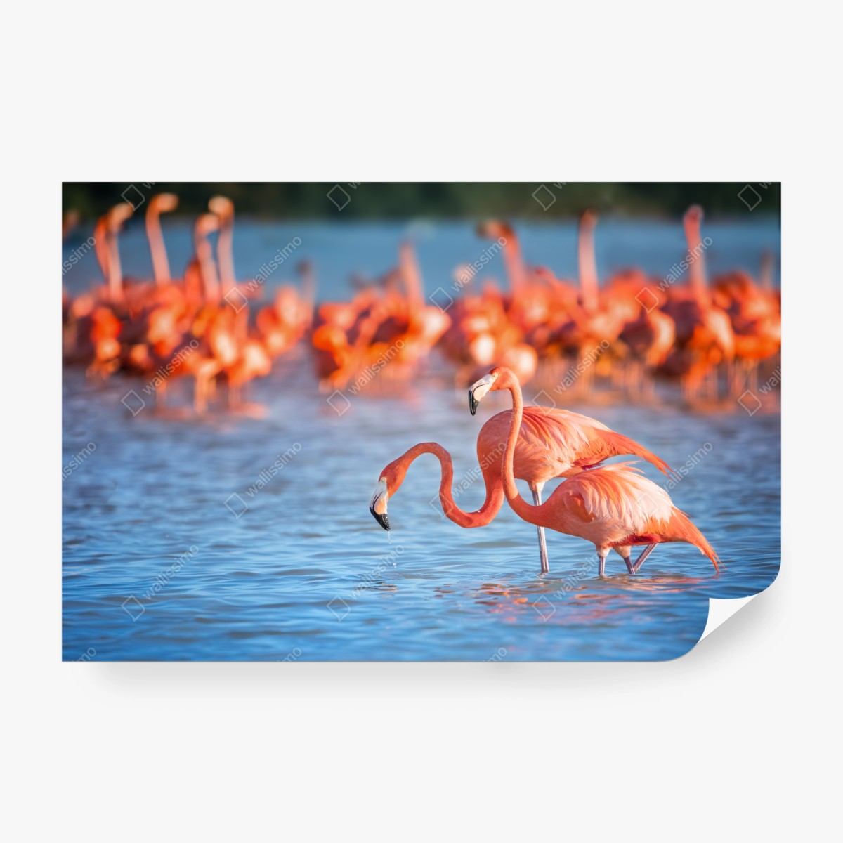 Fototapete anmutige flamingos im flachen wasser – Wallnifity®