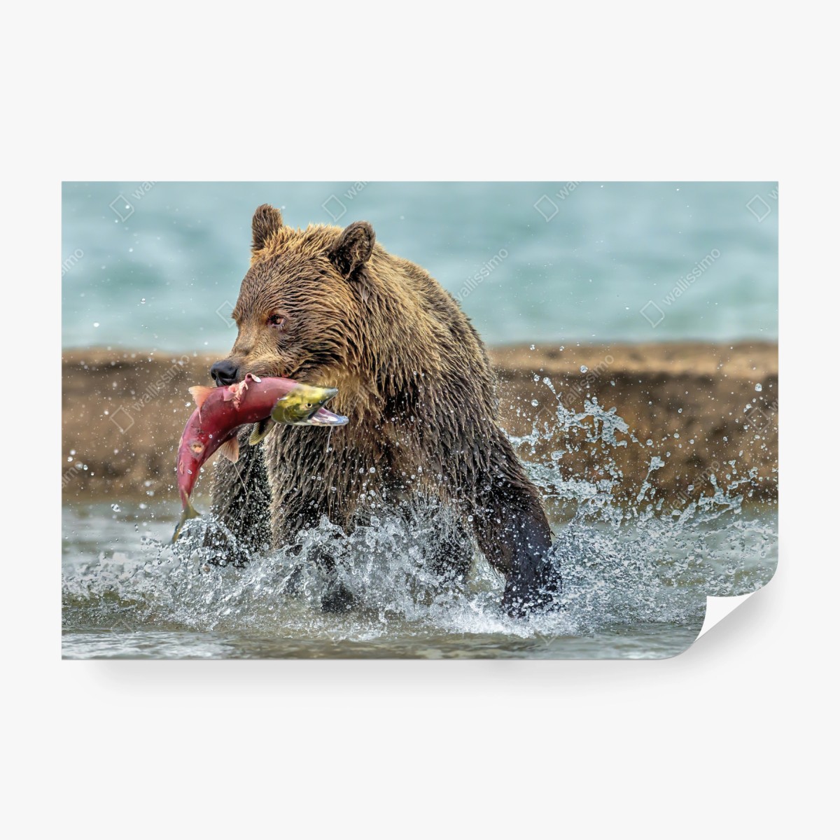 Fototapete braunbär fängt lachs im fluss – Wallnifity®