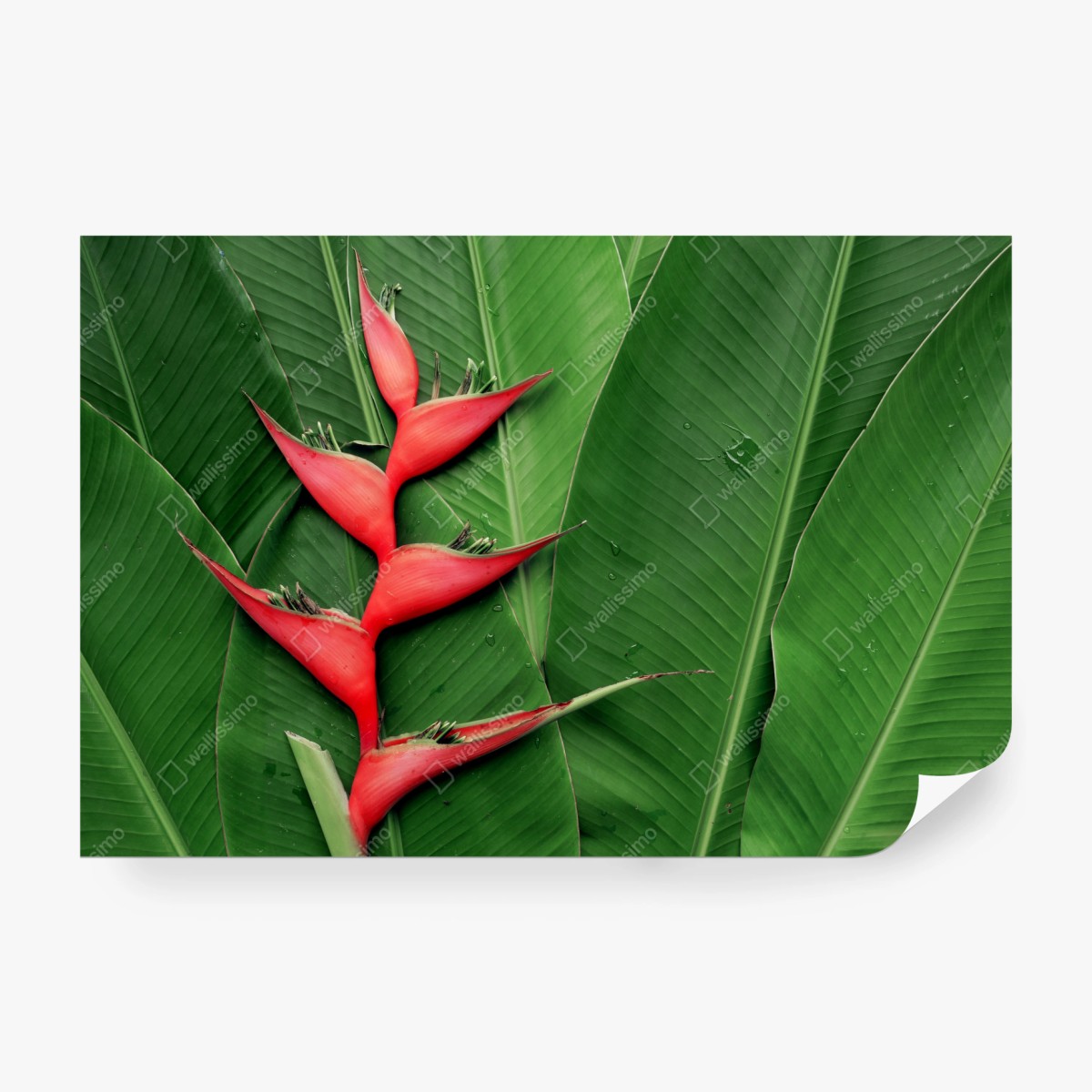 Fototapete leuchtende heliconia auf tropischen blättern – Wallnifity®