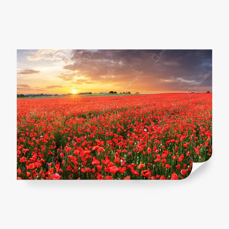 Fototapete mohnfeld im sonnenuntergang
