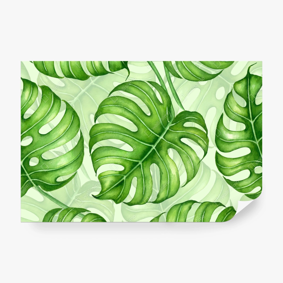 Fototapete aquarell monstera blättermuster – Wallnifity® Fototapete aquarell monstera blättermuster – Wallnifity®