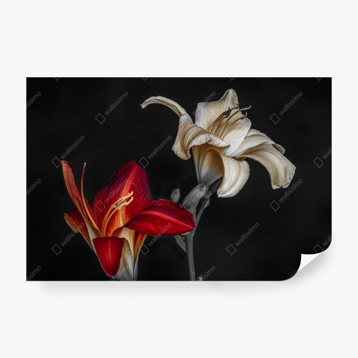 Fototapete dramatische rote und cremefarbene lilien auf schwarzem hintergrund – Wallnifity®