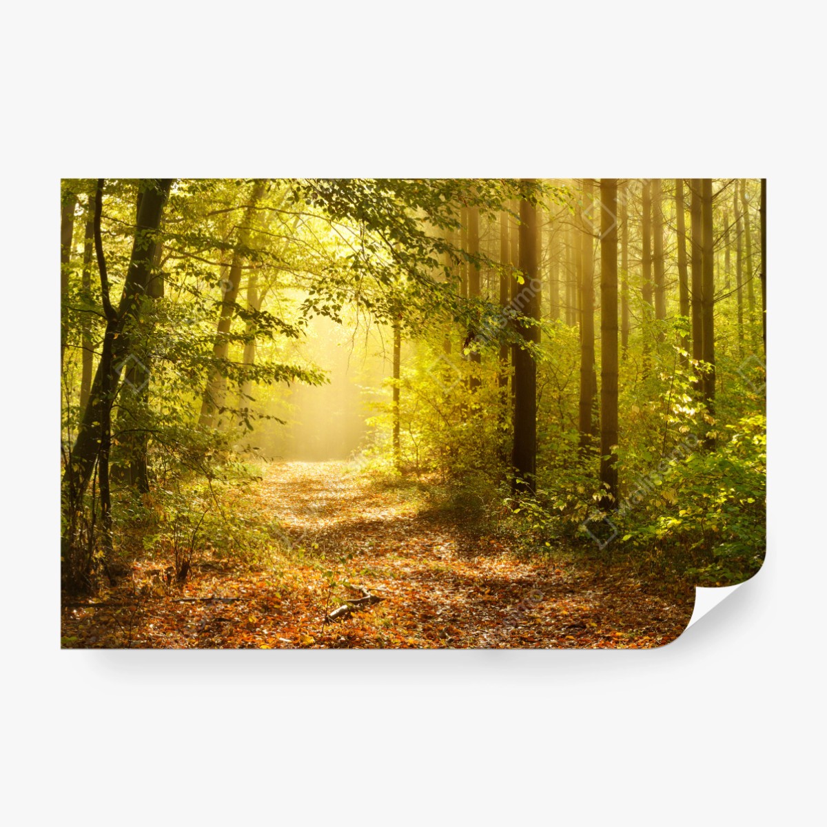 Fototapete sonnenbeschienener waldweg im herbst – Wallnifity® Fototapete sonnenbeschienener waldweg im herbst – Wallnifity®