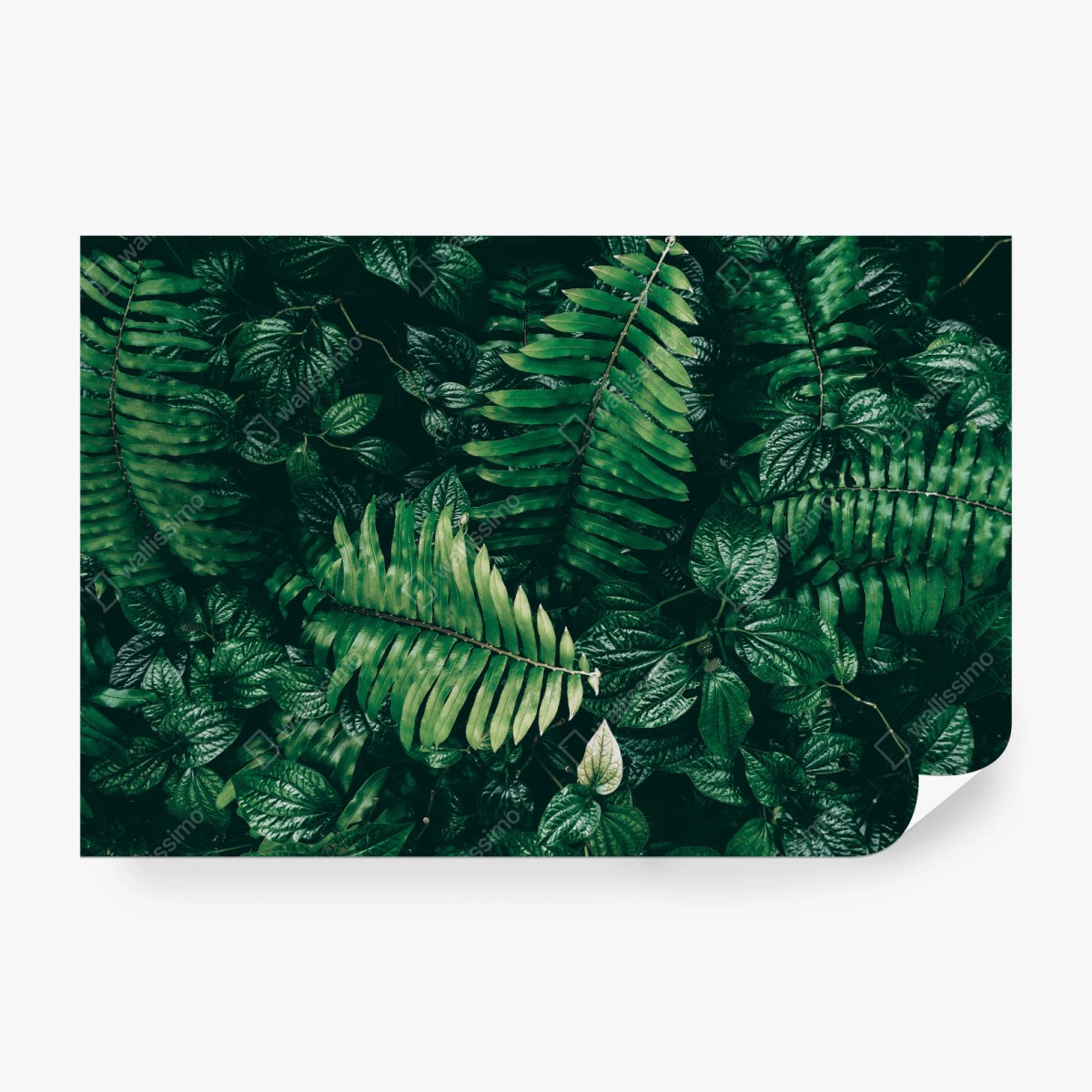 Fototapete üppige tropische blätter – Wallnifity®