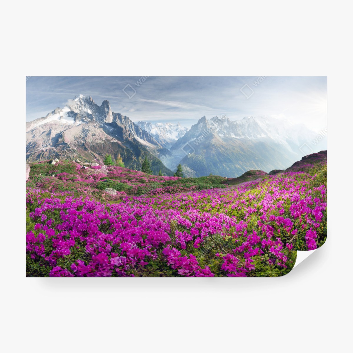 Fototapete alpine rhododendronwiese bei Mont Blanc – Wallnifity®