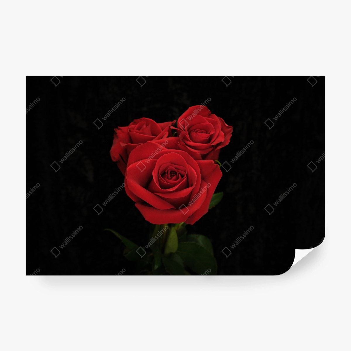 Fototapete rote rosen vor schwarzem hintergrund – Wallnifity® Fototapete rote rosen vor schwarzem hintergrund – Wallnifity®