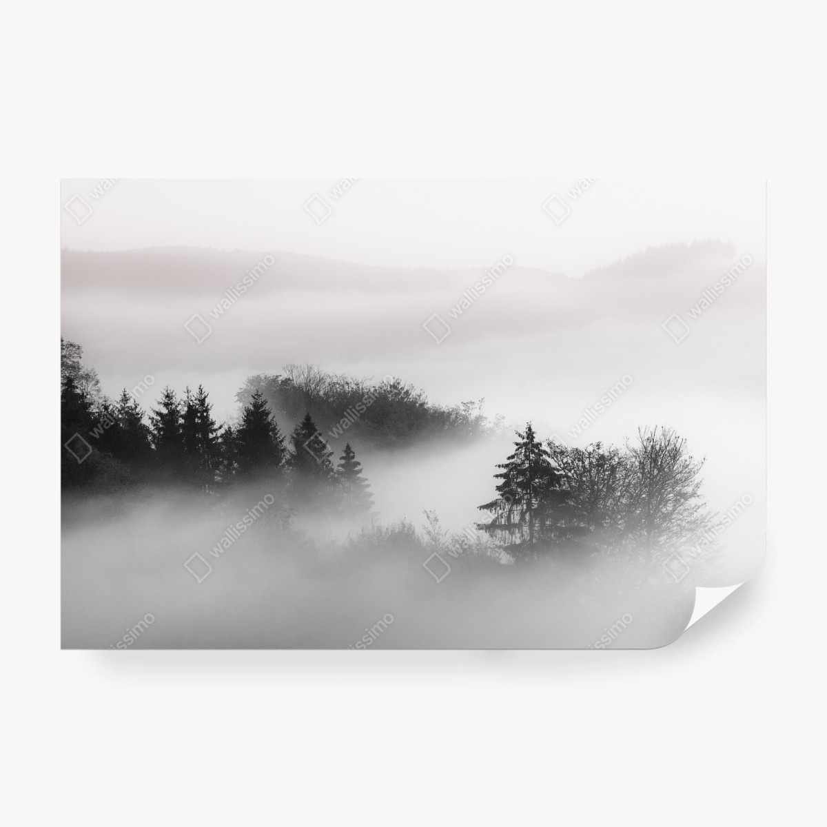 Fototapete nebliger wald in grautönen – Wallnifity® Fototapete nebliger wald in grautönen – Wallnifity®