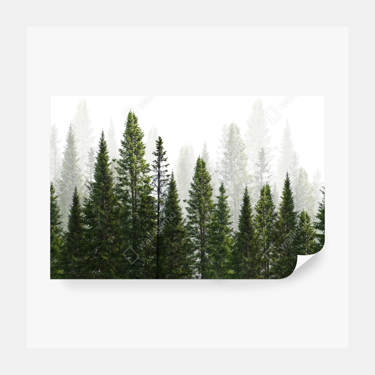 Fototapete nebliger tannenwald – Wallnifity® Fototapete nebliger tannenwald – Wallnifity®