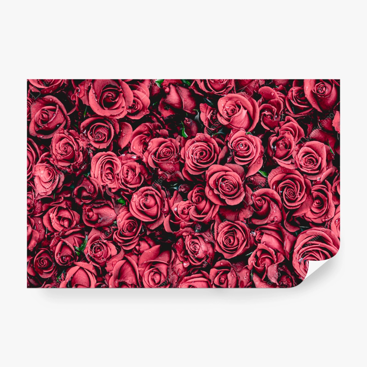 Fototapete pralle rote rosen wandbild – Wallnifity® Fototapete pralle rote rosen wandbild – Wallnifity®