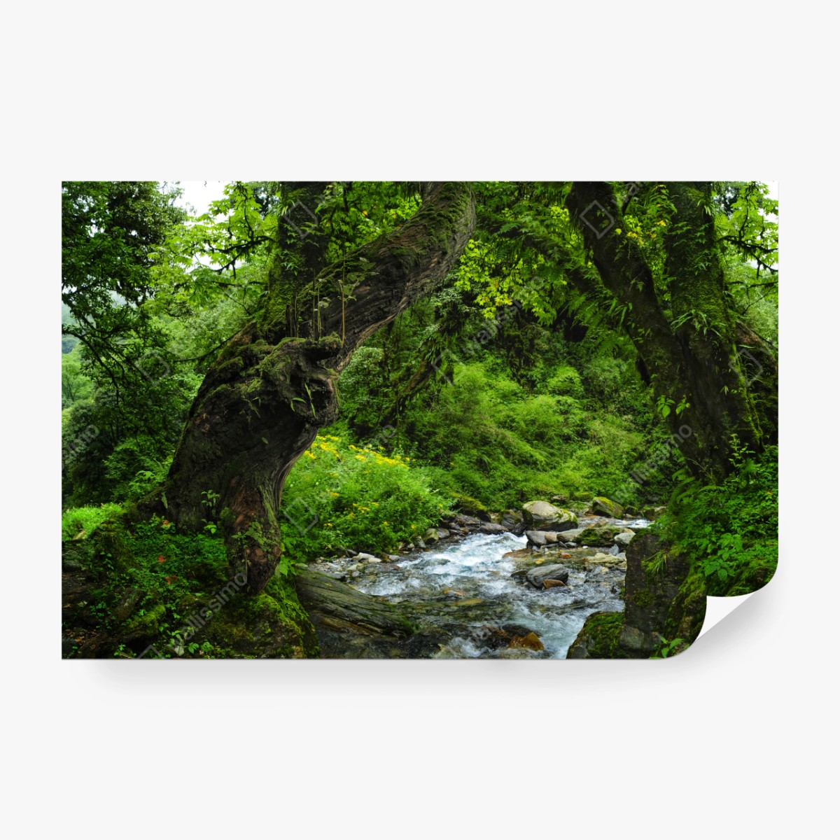 Fototapete moosiger waldbach panorama – Wallnifity®