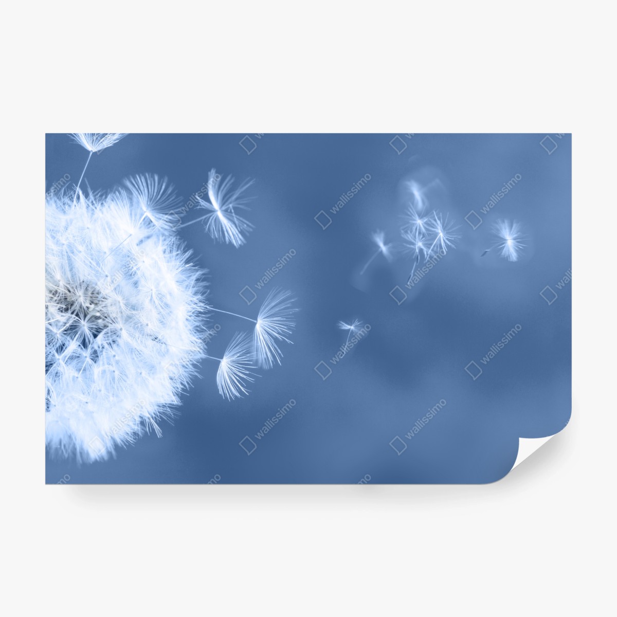 Fototapete zarte löwenzahnsamen in blau – Wallnifity®