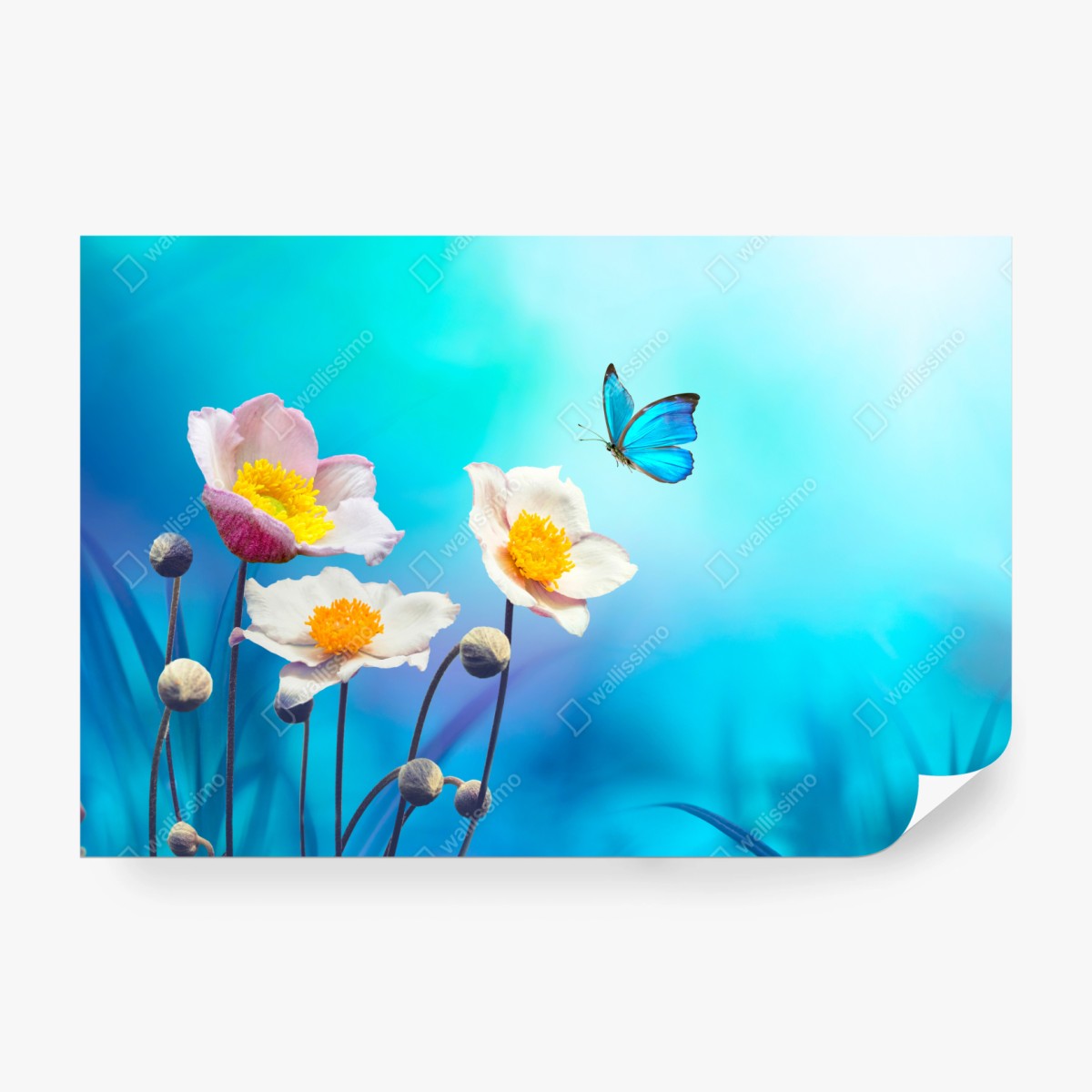 Fototapete zarte rosa anemonen und blauer schmetterling – Wallnifity® Fototapete zarte rosa anemonen und blauer schmetterling – Wallnifity®