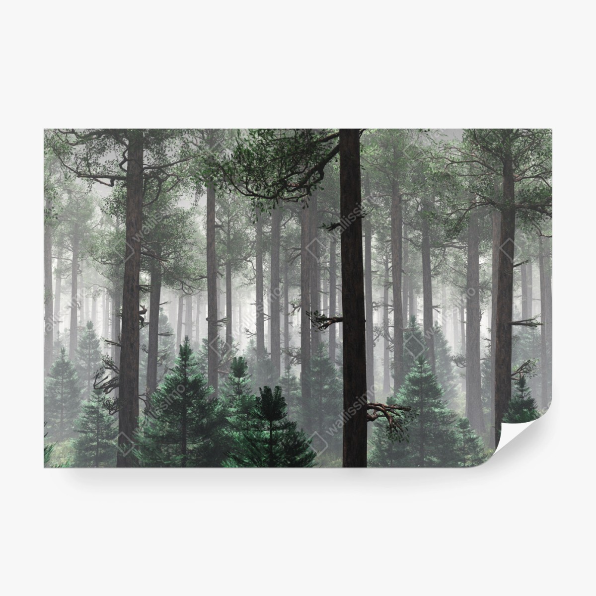 Fototapete nebliger immergrüner wald – Wallnifity®