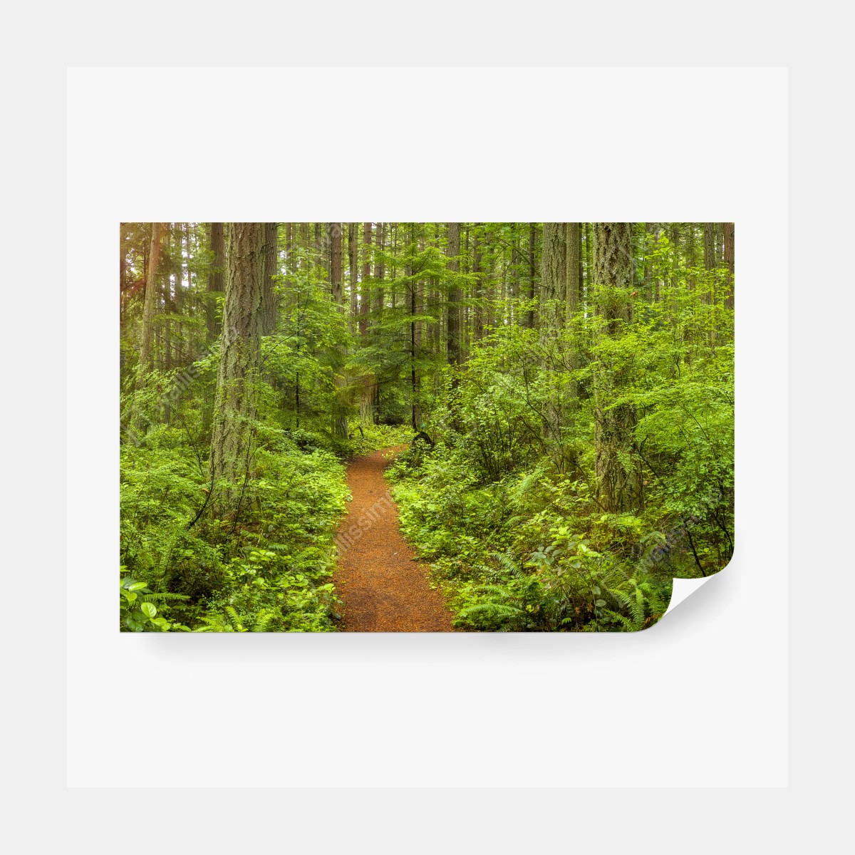 Fototapete friedlicher waldpfad – Wallnifity® Fototapete friedlicher waldpfad – Wallnifity®