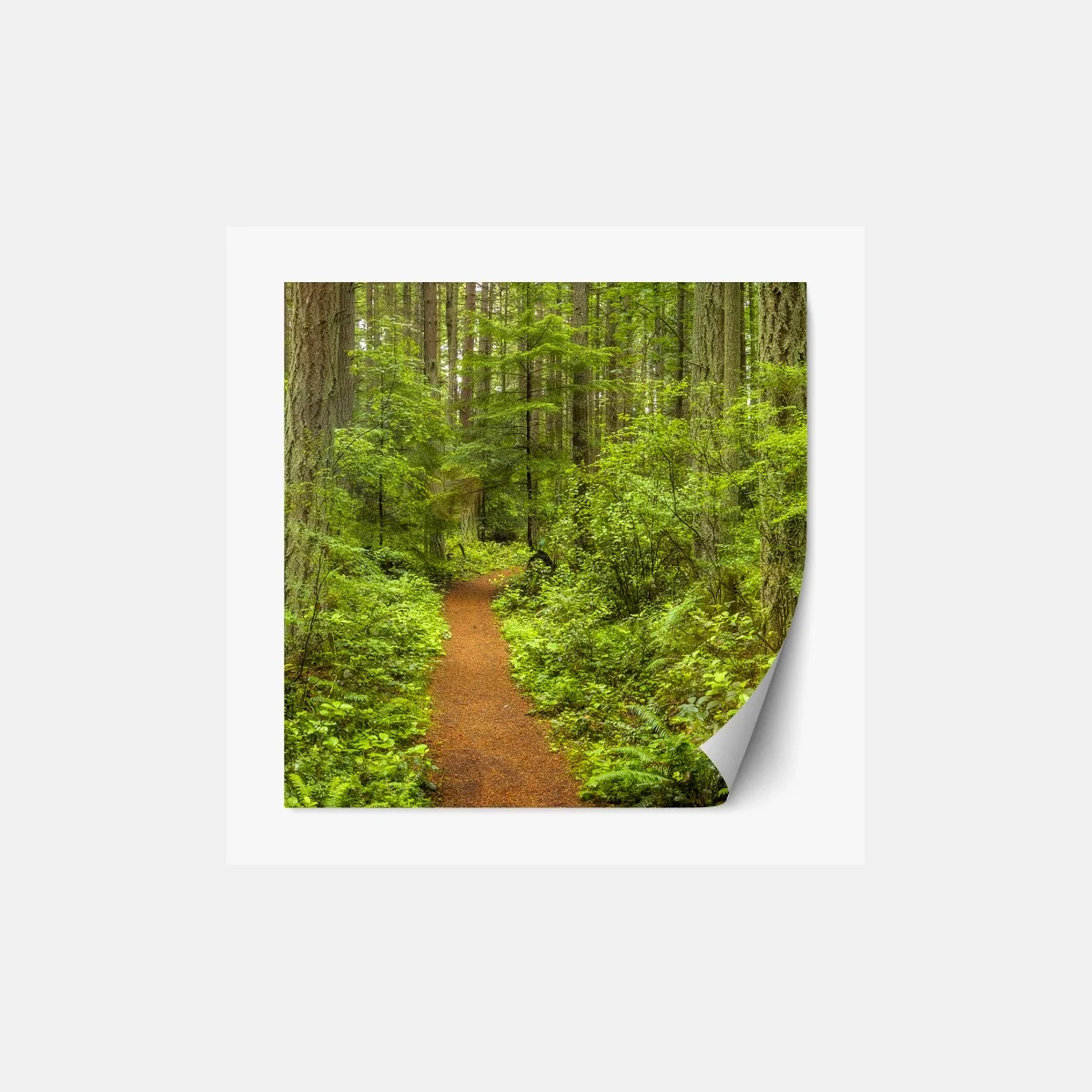 Repositionierbarer Aufkleber friedlicher waldpfad – Wallnifity® Repositionierbarer Aufkleber friedlicher waldpfad – Wallnifity®