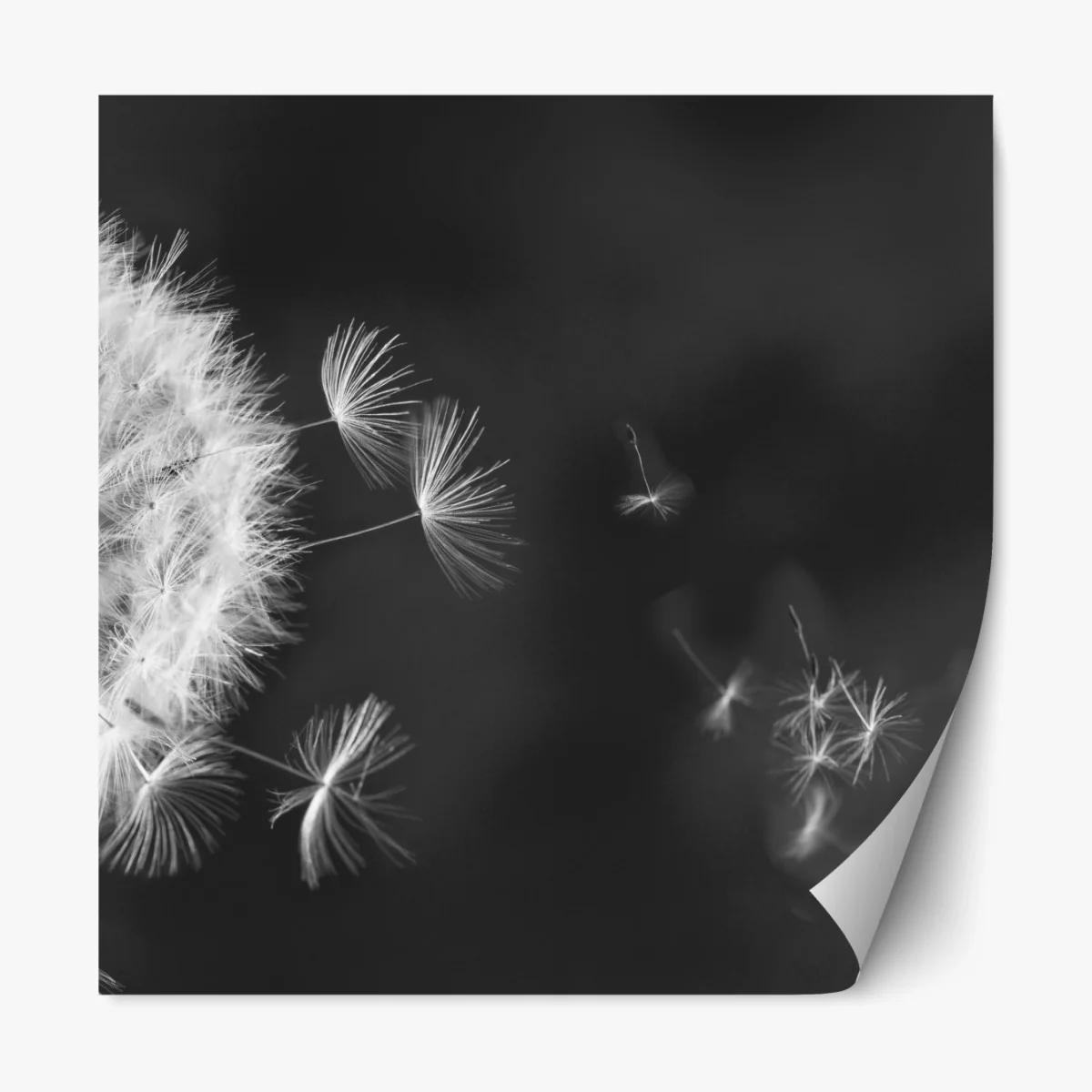Repositionierbarer Aufkleber schwebende löwenzahnsamen – Wallnifity® Repositionierbarer Aufkleber schwebende löwenzahnsamen – Wallnifity®