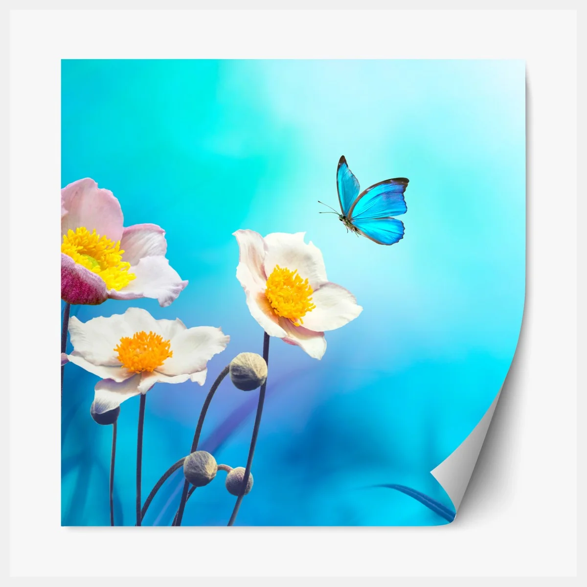 Repositionierbarer Aufkleber zarte rosa anemonen und blauer schmetterling – Wallnifity® Repositionierbarer Aufkleber zarte rosa anemonen und blauer schmetterling – Wallnifity®