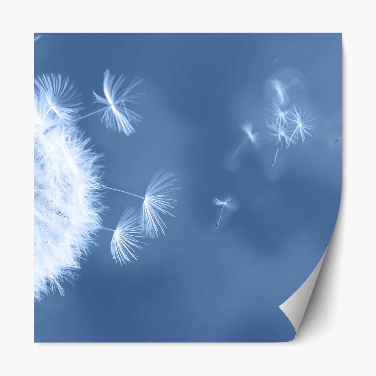 Repositionierbarer Aufkleber zarte löwenzahnsamen in blau – Wallnifity® Repositionierbarer Aufkleber zarte löwenzahnsamen in blau – Wallnifity®