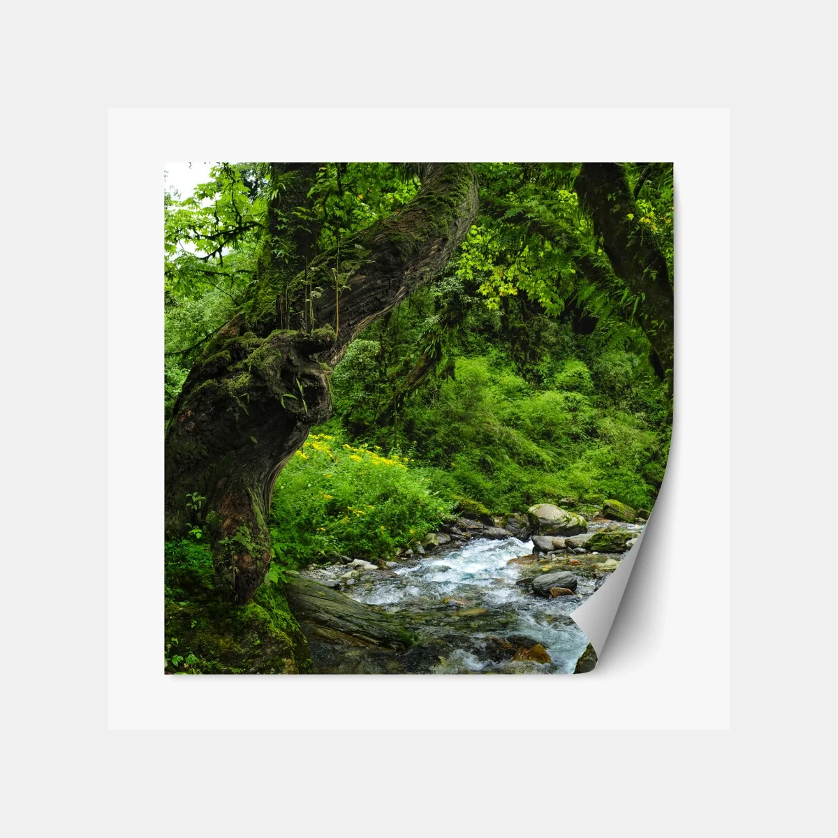 Repositionierbarer Aufkleber moosiger waldbach panorama – Wallnifity® Repositionierbarer Aufkleber moosiger waldbach panorama – Wallnifity®