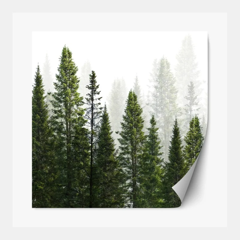 Repositionierbarer Aufkleber nebliger tannenwald